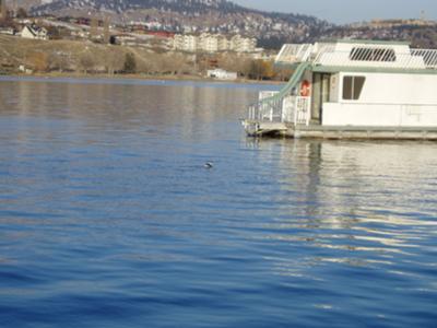 Houseboat Moorings - moorage is great for house boats.