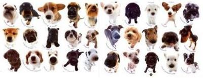 Animals & Pets for Houseboats - the best dog breeds are?