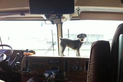 Zoey - my trusty travel companion and navigator