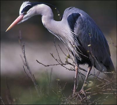 Unwanted Houseboat Guests & Visitors - the little terrorist here : )